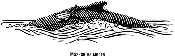 Логистика изучения китов выделяет их в отдельную категорию среди других крупных - фото 4