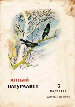 Неизвестный Автор Журнал Юный натуралист №3, 1938 обложка книги