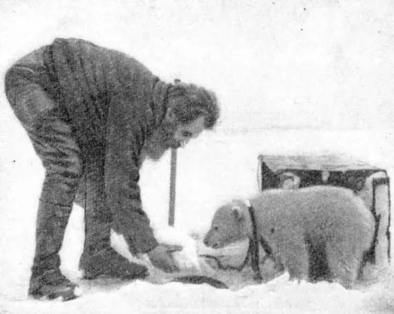 О Ю Шмидт угощает любимца зимовщиков острова Рудольфа В Арктике нужно - фото 47