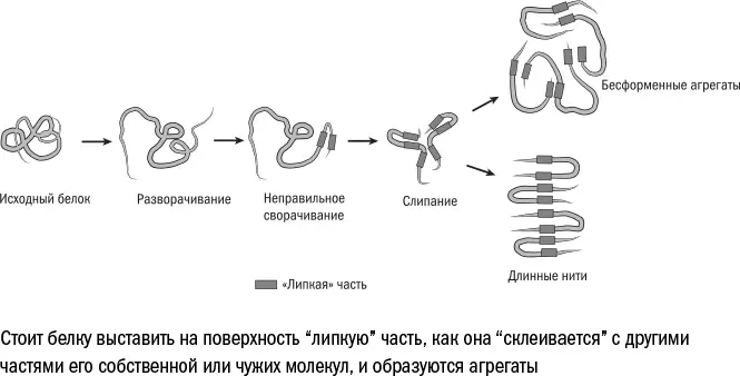 Испорченные белки могут появиться в результате ошибки сборки Подобно системе - фото 33