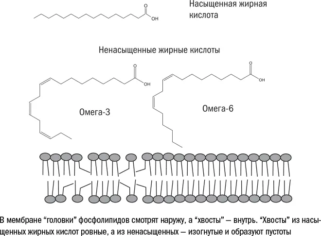 Именно в ненасыщенных жирных кислотах кроется серьезная опасность для жизни - фото 34