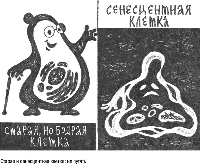 К возрасту организма в целом сенесцентные клетки тоже имеют мало отношения - фото 37