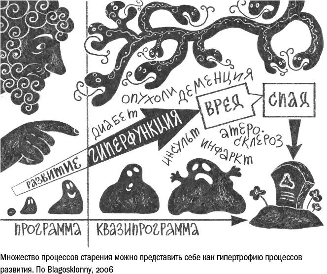 Старость по Благосклонному предстает в виде гиперфункции гипертрофированного - фото 105