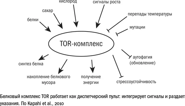 Комплекс mTOR служит в некотором роде центром принятия 635 Valvezan A J - фото 106