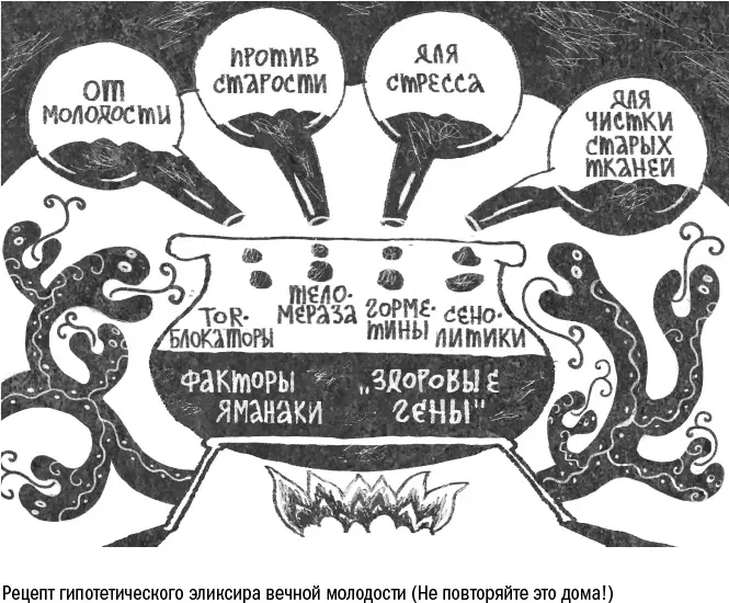 Пока от эликсира нас отделяет долгая дорога полная испытаний и разочарований - фото 114