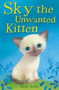 Холли Вебб Sky The Unwanted Kitten обложка книги