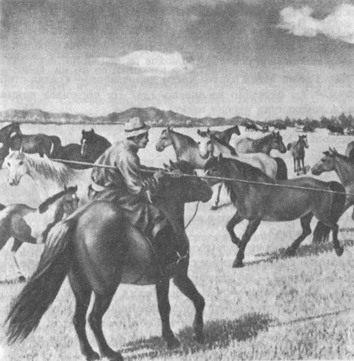 Д ДАМДИНСУРЭН Отлов диких лошадей фрагмент Д АМГАЛАН Дорога в школу - фото 4