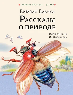 Виталий Бианки Рассказы о природе [litres] обложка книги