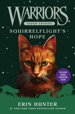 Эрин Хантер Squirrelflight's Hope обложка книги