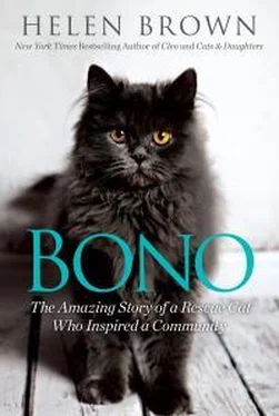 Хелен Браун Bono обложка книги