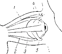 Рис 11 Рис 12 Рис 11Схематическое изображение мышц глазного яблока 1 - фото 11