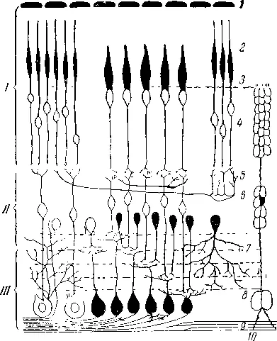 Рис 7 Рис 8 Рис 7 Схематическое изображение строения сетчатки I II - фото 7