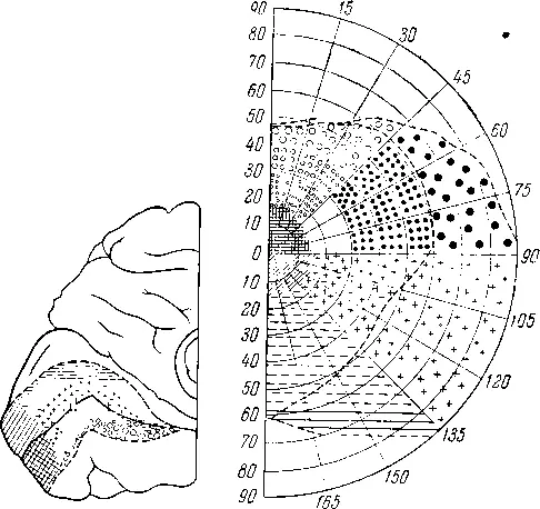 Рис 9Проекция ноля зрения на мозговую кору Цифрами указаны градусы Holmes - фото 9