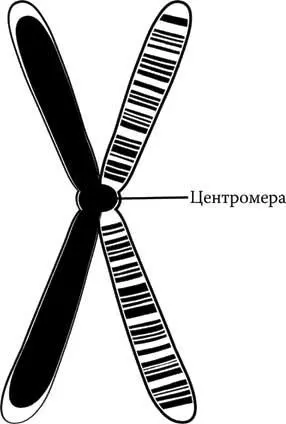 Хромосома Оболочка ограничивающая ядро в профазе разрушается и сдвоенные - фото 2