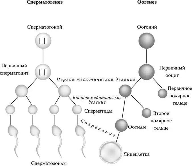 Сперматогенез и оогенез У мейоза есть одна интересная особенность которой нет - фото 6