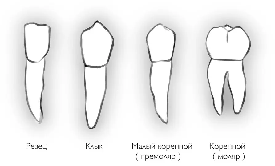 Резцы Природная роль Резцы можно рассматривать как расплющенный клык Важно - фото 14