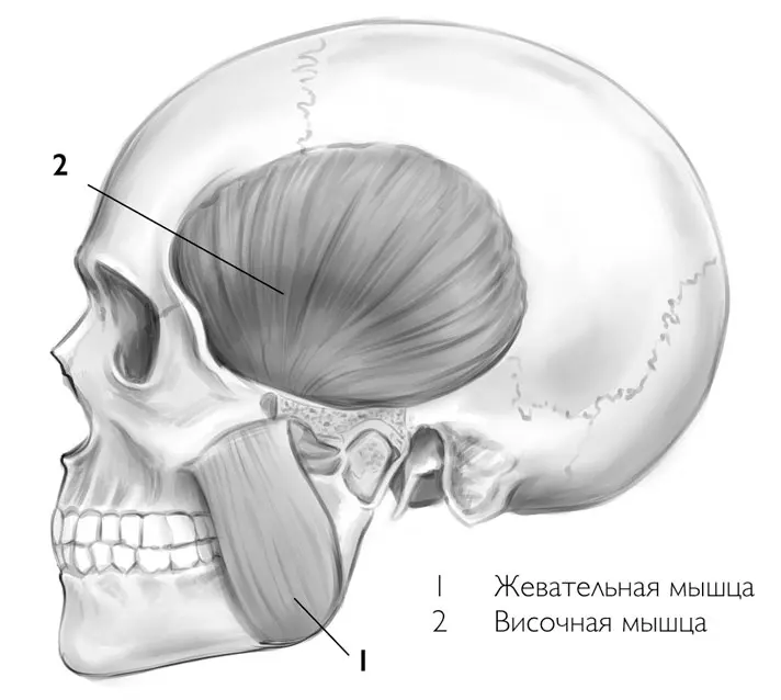 Жевательные мышцы Височная и жевательная мышцы петлей оплетают нижнюю челюсть - фото 18