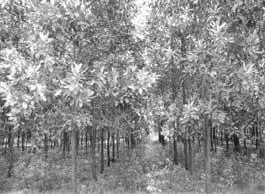 Рис 5 Семенной сад Acacia mangium в Ниламуре Керала Индия Для создания - фото 5