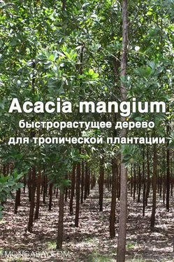 Коллектив авторов -- Биология Acacia mangium - быстрорастущее дерево для тропической плантации обложка книги