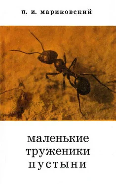 Павел Мариковский Маленькие труженики пустыни обложка книги