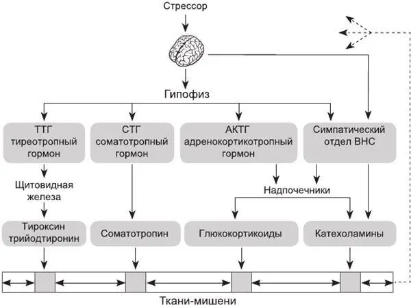 Рис 1 Физиологические механизмы развития стресса Человек сталкивается с - фото 1