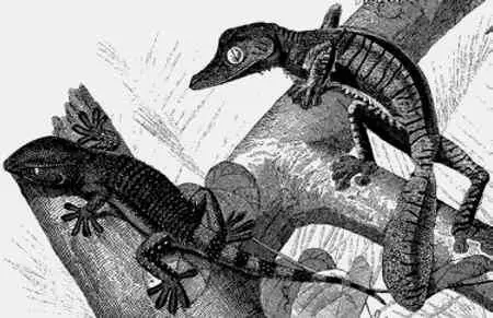 Lepidodactylus lugubris мелкая ящерица из семейства гекконов водится на - фото 73