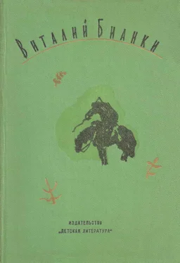 Виталий Бианки Очерки, рассказы, статьи, дневники, письма обложка книги