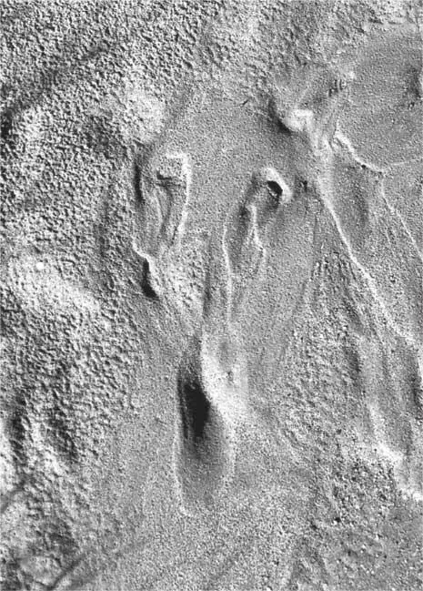 Идеальный наблюдатель в действии Коллекционирование парейдолей 45 Парейдолия - фото 9