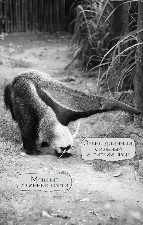 На трапезу муравьед тратит не так уж много времени большую часть дня он спит - фото 27