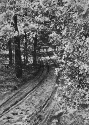 Лес в окрестностях лагеря отряда Этой дорогой на рассвете 26 октября 1941 года - фото 59