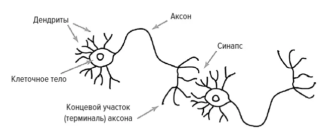 Два нейрона Искусственная нейронная сеть Искусственные нейронные сети пытаются - фото 27