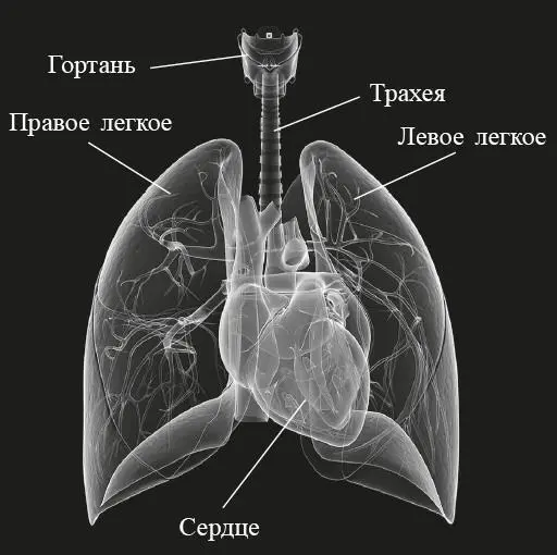 Рис 1 Посредине между правым и левым легким находится сердце Идущая вверх - фото 1