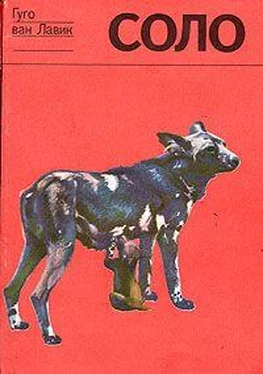 Джейн Лавик-Гудолл Соло. История щенка гиеновой собаки обложка книги