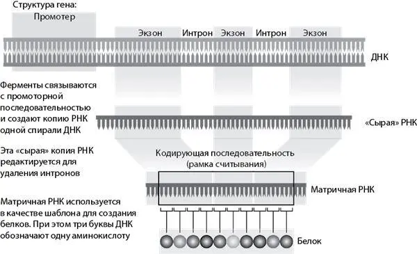 Рис 33 Что такое ген Как происходит эволюция генов Б лагодаря - фото 5