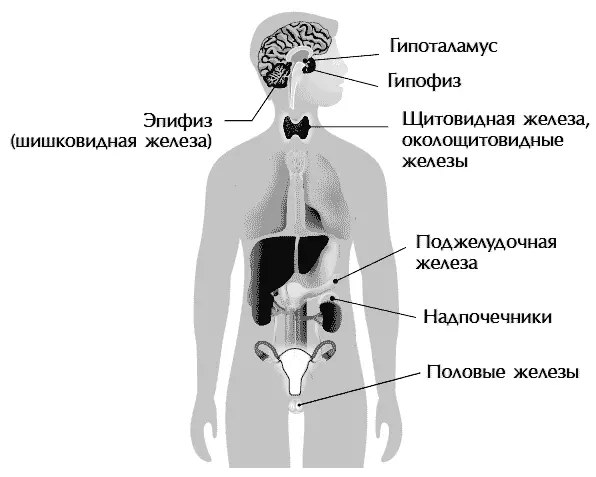 Наш организм держится на огромном количестве гормонов которые участвуют во - фото 14