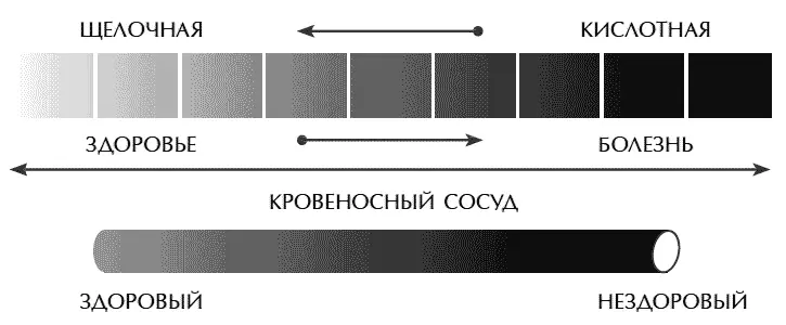 Слипание эритроцитов влияет на капилляры вызывая в них застой крови что ведет - фото 16