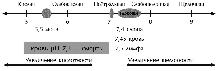 Современный образ жизни пища богатая жирами и животным белком большое - фото 19