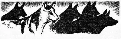 Yes sir absolutely the same The dogs were all purchased from an agency - фото 4