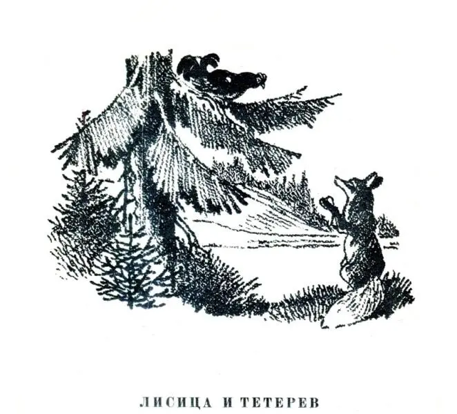 ЛИСИЦА И ТЕТЕРЕВ Тетерев сидел на дереве Лисица подошла к нему и говорит - фото 8
