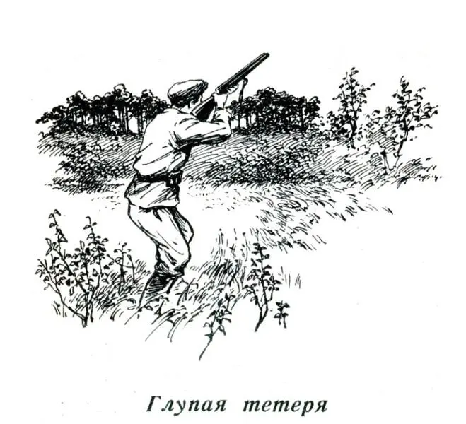 Глупая тетеря Вместе с нашим новым другом Доржи пошли мы в тайгу на охоту Он - фото 8