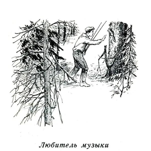 Любитель музыки Не знаю сколько в тайге медведей зайцев косуль барсуков - фото 10