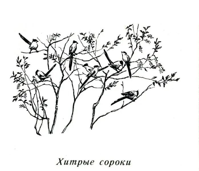 Хитрые сороки Первыми вестниками осени в Забайкалье бывают деревца и кустики - фото 13