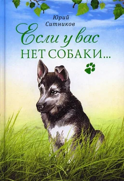 Юрий Ситников Если у вас нет собаки… обложка книги