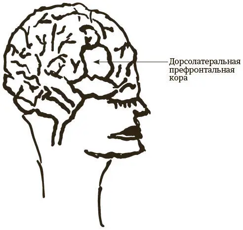 Иллюстрация моя Если применить фМРТ функциональную магнитнорезонансную - фото 2