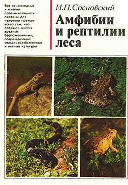 Игорь Сосновский Амфибии и рептилии леса обложка книги