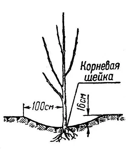 Рис 7 Схема посадки деревьев в лунку на участке А Д Клыкова Такой способ - фото 7