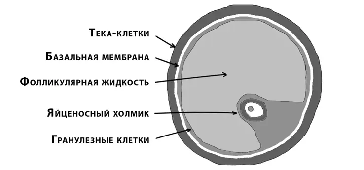 Согласно этой теории зернистые клетки являются основным источником эстрадиола - фото 2