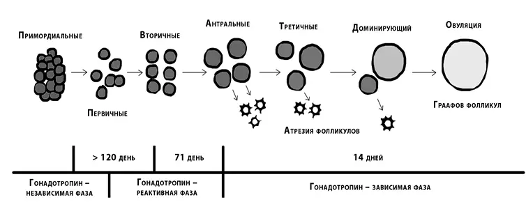 Под влиянием ФСГ антральные фолликулы начинают расти но только один из них в - фото 3