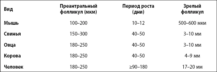 Таким образом у женщин рост и развитие фолликула из преантрального состояния - фото 4