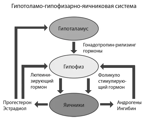Одновременно существует положительная обратная связь Высокий уровень эстрогена - фото 5